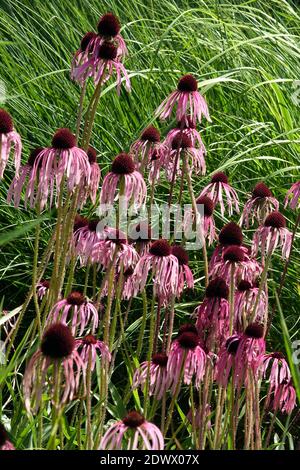 Echinacea pallida coneflower Foto Stock