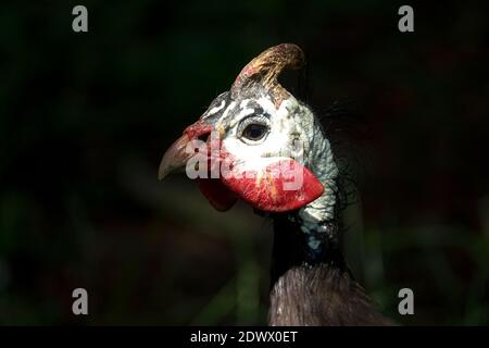 Numida meleagris helmeted guineafonl Foto Stock