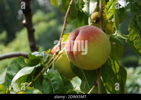 Albero di pesca Okanagan, girato su un obiettivo macro. Foto Stock