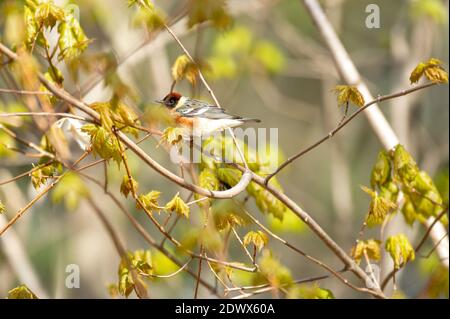 Bay-Breasted Warbler Foto Stock