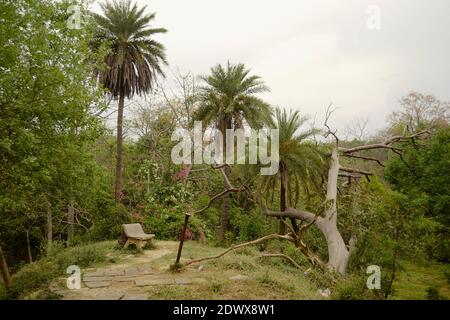Panca vuota vicino alle palme e ad altri alberi tropicali in un parco cittadino ad Agra, Uttar Pradesh, India Foto Stock