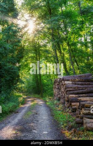 Una foresta soleggiato attraverso la quale un piccolo sentiero conduce. Sul lato sono presenti tronchi di alberi impilati Foto Stock