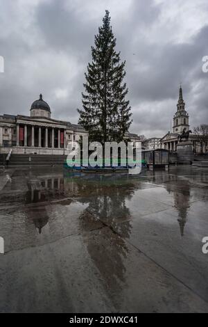 L'albero di Natale, un dono della gente di Norvegia all'Inghilterra si erge alto in Trafalgar Square. Foto Stock