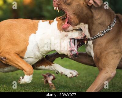 Due cani amstaff terrier lotta sul cibo. Comportamento aggressivo del cane giovane e vecchio. Foto Stock