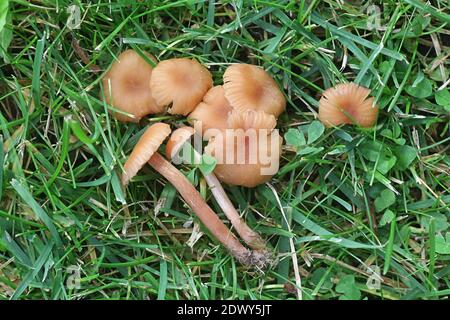 Laccaria laccata, noto come il seduttore o laccaria ceroso di funghi selvatici dalla Finlandia Foto Stock