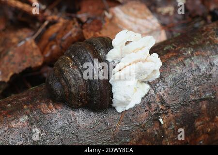 Antrodiella pallescens, un polipo dalla Finlandia senza un nome inglese comune che cresce sul fungo tinder, Fomes fomentarius Foto Stock