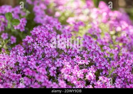 struttura naturale delle piante da una varietà di lilla viola piccola fiori Foto Stock