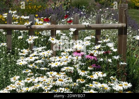 Cottage bianco giardino estivo fiori Shasta margherite giorno d'estate giardino bianco Foto Stock