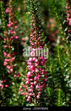 Cornish Heath Erica vagans 'Birch Glow' Foto Stock