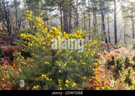 Un cespuglio di gola in fiore pieno in dicembre sul Parco Nazionale di Exmoor vicino a Webbers Post, Horner, Somerset UK Foto Stock