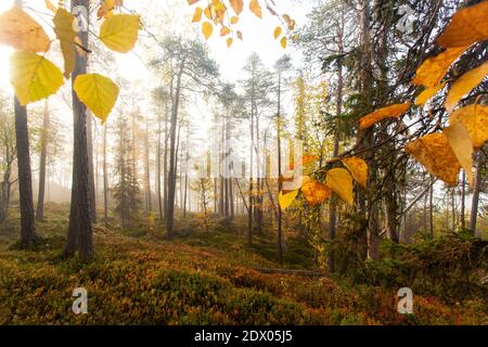 Colorata e incontaminata foresta di taiga nel nord della Finlandia nel Parco Nazionale di Oulanka durante una nebbia alba in autunno fogliame. Foto Stock