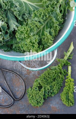Kale. Brassica oleracea ‘Verde nano arricciato’. Foglie di kale riccio di riccio appena raccolte in un colino. REGNO UNITO Foto Stock