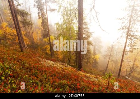 Colorata e incontaminata foresta di taiga nel nord della Finlandia nel Parco Nazionale di Oulanka durante una nebbia alba in autunno fogliame. Foto Stock