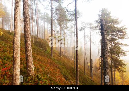 Colorata e incontaminata foresta di taiga nel nord della Finlandia nel Parco Nazionale di Oulanka durante una nebbia alba in autunno fogliame. Foto Stock