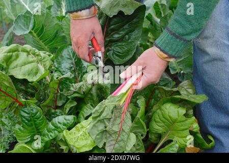 Beta vulgaris "Bright Lights". Coltivato a casa Rainbow Swiss chard che viene raccolto a mano in un terreno vegetale giardino posteriore in autunno. REGNO UNITO Foto Stock