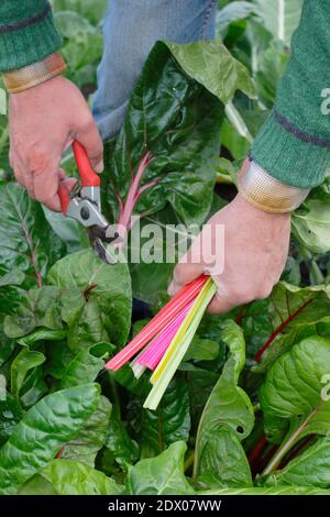 Beta vulgaris "Bright Lights". Coltivato a casa Rainbow Swiss chard che viene raccolto a mano in un terreno vegetale giardino posteriore in autunno. REGNO UNITO Foto Stock