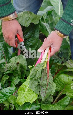 Beta vulgaris "Bright Lights". Coltivato a casa Rainbow Swiss chard che viene raccolto a mano in un terreno vegetale giardino posteriore in autunno. REGNO UNITO Foto Stock