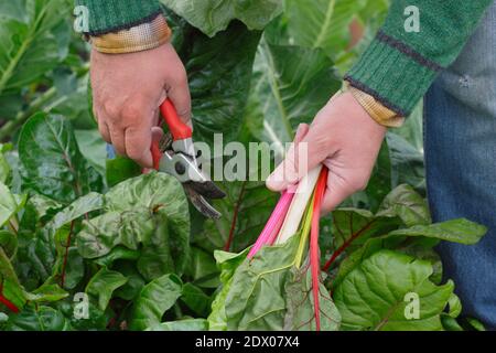 Beta vulgaris "Bright Lights". Coltivato a casa Rainbow Swiss chard che viene raccolto a mano in un terreno vegetale giardino posteriore in autunno. REGNO UNITO Foto Stock