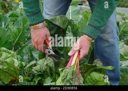 Beta vulgaris "Bright Lights". Coltivato a casa Rainbow Swiss chard che viene raccolto a mano in un terreno vegetale giardino posteriore in autunno. REGNO UNITO Foto Stock