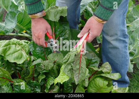 Beta vulgaris "Bright Lights". Coltivato a casa Rainbow Swiss chard che viene raccolto a mano in un terreno vegetale giardino posteriore in autunno. REGNO UNITO Foto Stock