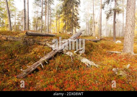 Colorata e incontaminata foresta di taiga nel nord della Finlandia nel Parco Nazionale di Oulanka durante una nebbia alba in autunno fogliame. Foto Stock