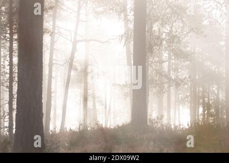 Incontaminata foresta di taiga nel nord della Finlandia nel Parco Nazionale di Oulanka durante una mistica mattinata di nebbia Foto Stock