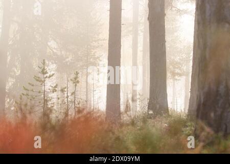 Incontaminata foresta di taiga nel nord della Finlandia nel Parco Nazionale di Oulanka durante una mistica mattinata di nebbia Foto Stock