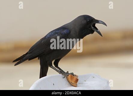 Casa Crow (Corvus splendens) chiamata per adulti, arroccato sul retro della sedia con rotolo di pane (zona pranzo hotel) Sharm-El-Sheikh, Egitto F Foto Stock