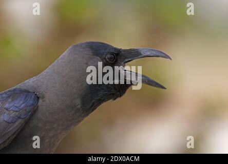 Casa Crow (Corvus splendens) primo piano di capo di chiamata Sharm-El-Sheikh adulto, Egitto Febbraio Foto Stock