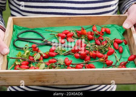 Rosehip. I rosehips foraged raccolti in un vassoio di legno per fare in sciroppo e gelatine. REGNO UNITO Foto Stock