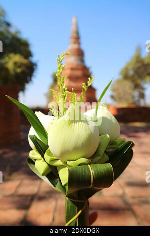 Closeup il bouquet di fiori di loto per offrire con blurry Old Chedi sullo sfondo, Thailandia Foto Stock