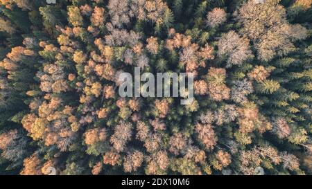 Colori autunnali colorati in forma di foresta sopra, catturati con un drone. Foto Stock