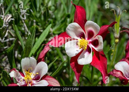 Una columbina marion masse (aquilegia vulgaris) colorata e contrastante, rossa e bianca, in piena fioritura a tarda primavera. Foto Stock