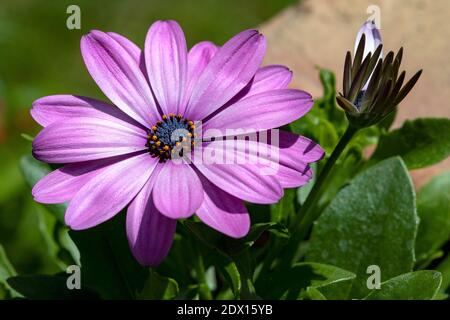 Capo africano Daisy Osteospermum Soprano Viola, un perenne sempreverde con ricchi petali viola lavanda, che circonda un occhio blu zaffiro. Foto Stock