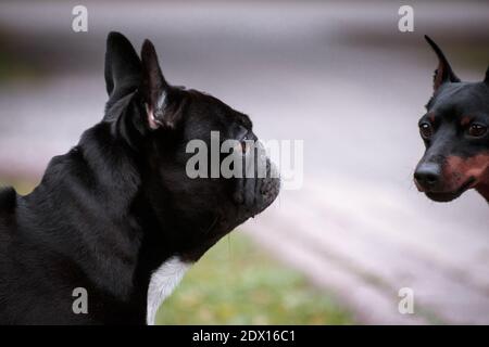 Incontro su una passeggiata e conversazione di un bulldog francese con pinscher in miniatura Foto Stock