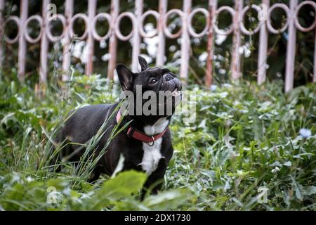 Un bulldog francese bianco e nero all'aperto con un colore rosso collare contro una recinzione in ferro battuto Foto Stock