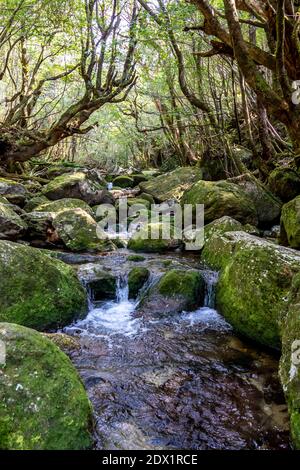 La Shiratani Unsuikyo Ravine in primavera a Jana Foto Stock