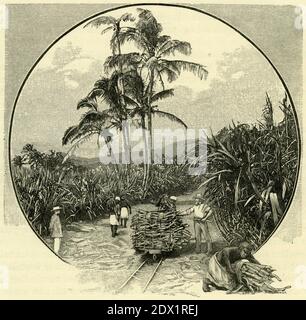 Incisione di una piantagione di canna da zucchero nelle Fiji, circa 1890 Foto Stock