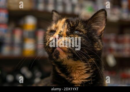 Primo piano di un naso nero di gatto arancione tagliato Foto Stock