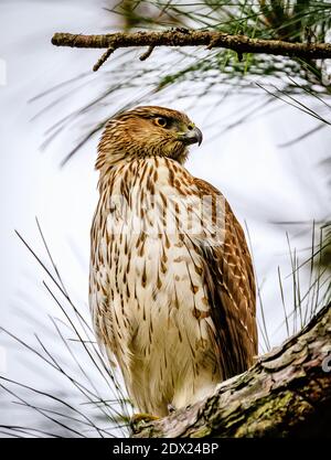 Un falco di Cooper sul belvedere in Carolina del Nord Foto Stock