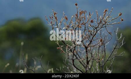 Il contrasto di una pianta decidua appassita con i suoi rami di fronte ad un albero di pino sempreverde sullo sfondo Foto Stock