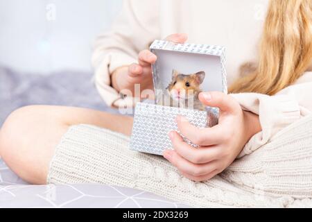 Un criceto dorato carino e soffice guarda fuori da un regalo scatola nelle mani di una ragazza in casa a maglia vestiti e guarda la macchina fotografica Foto Stock