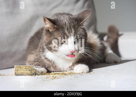 Divertente gatto tabby leccando catnip, catwort o menta Foto Stock