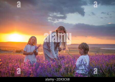 Una giovane madre con un ragazzo e una ragazza è raccogliere un bouquet in un campo di lavanda durante il tramonto Foto Stock
