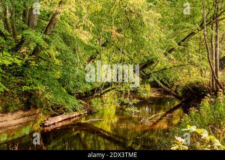 due alberi che pende su un piccolo fiume con alberi e arbusti lussureggianti, ma su un lato con una riva ripida Foto Stock