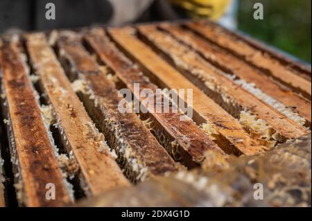 Vista ravvicinata dell'alveare aperto che mostra le cornici popolate da api mellifere. Le api mellifere strisciano in un alveare aperto su nidi d'ape in legno facendo Foto Stock