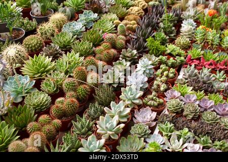 Mercato serra con succulenti in vaso e piante di cactus vari forma e colore Foto Stock