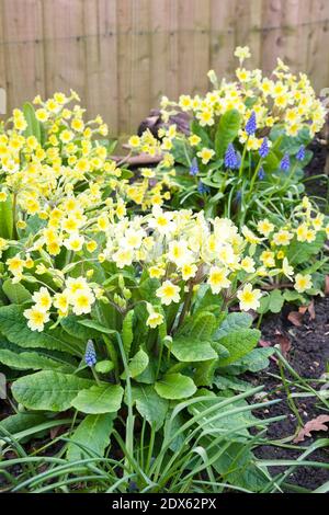 Primote gialle e muscari blu o giacinti d'uva in un giardino fiorito, fiori primaverili, Regno Unito Foto Stock