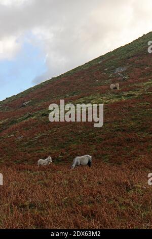 Pony gallesi selvaggi sulla catena del Carneddau vicino all'Aber Cade Foto Stock