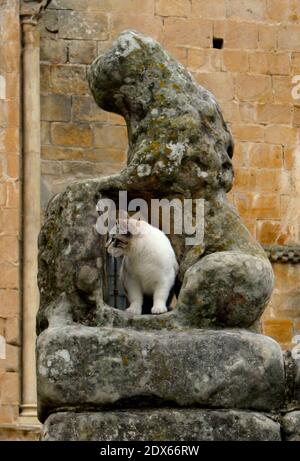 Gatto feriale guardando lateralmente sotto una scultura in pietra estremamente resistente alle intemperie Di un leone alla chiesa romanica di Santillana del Mar Cantabria Spagna Foto Stock